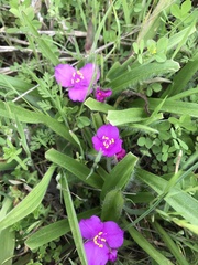Tradescantia tharpii