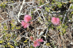 Painteria elachistophylla