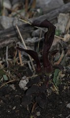Aristolochia nana