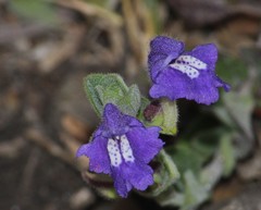 Scutellaria potosina