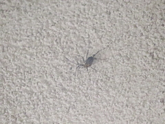 Eumesosoma