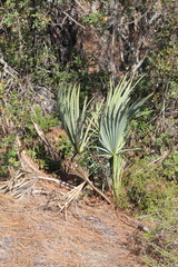 Brahea decumbens
