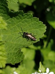 Macrophya albicincta