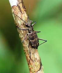 Hipparidium interruptum