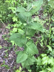 Eupatorium pubescens