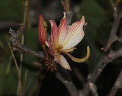 Bauhinia coulteri