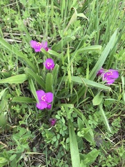 Tradescantia tharpii