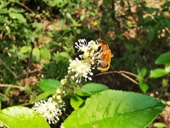 Palpada mexicana
