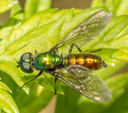 Sargus viridis photo 5