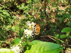 Palpada mexicana