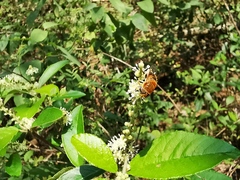 Palpada mexicana