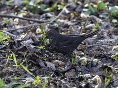 Turdus merula