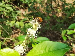 Palpada mexicana