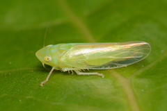 Neocoelidiini