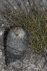 Rapicactus