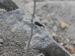 Cactophagus spinolae validus