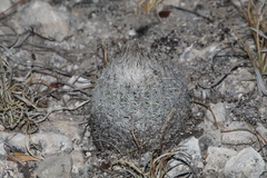 Rapicactus