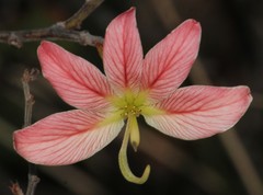 Bauhinia coulteri