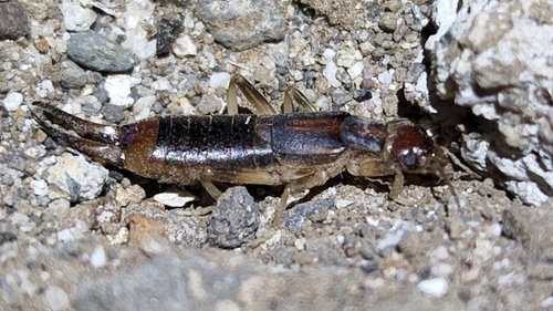 Photo of Shore Earwig (Labidura riparia)