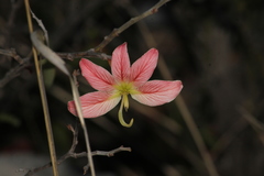Bauhinia coulteri