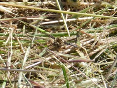 Bombylius albicapillus