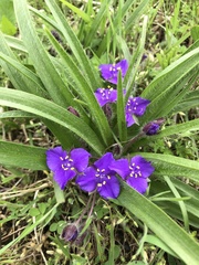 Tradescantia tharpii