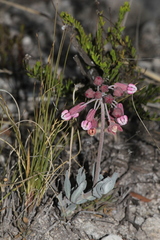 Asclepias virletii