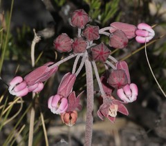 Asclepias virletii