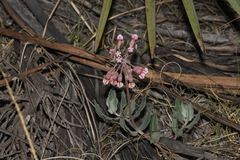 Asclepias virletii