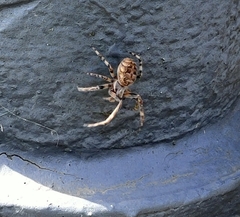 Larinioides sclopetarius