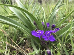 Tradescantia tharpii