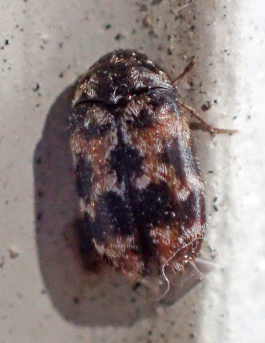Trogoderma