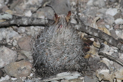 Rapicactus