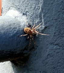 Larinioides sclopetarius