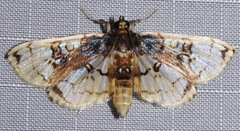 Compacta hirtalis