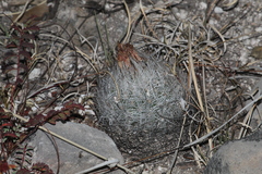 Rapicactus