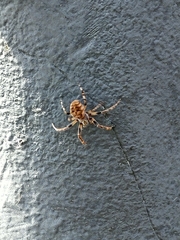 Larinioides sclopetarius