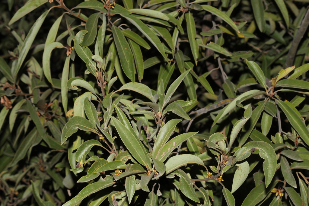 Persea purpusii