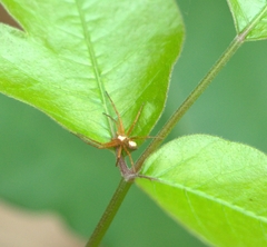 Philodromus marxi