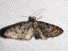 Eupithecia dodoneata