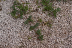 Erodium cicutarium