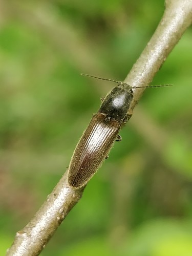 common brown click beetle, Wageningen, Nederland, photo 5 of 10