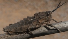 Eumigus cucullatus cucullatus