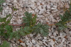 Erodium cicutarium