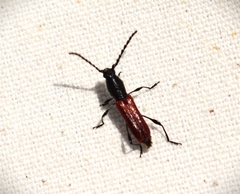 Ancylocera bicolor
