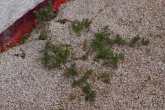 Erodium cicutarium