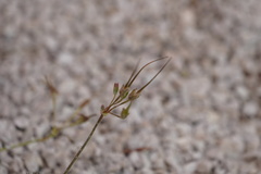 Erodium cicutarium