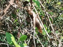 Schistocerca impleta