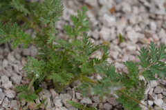 Erodium cicutarium