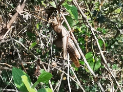 Schistocerca impleta